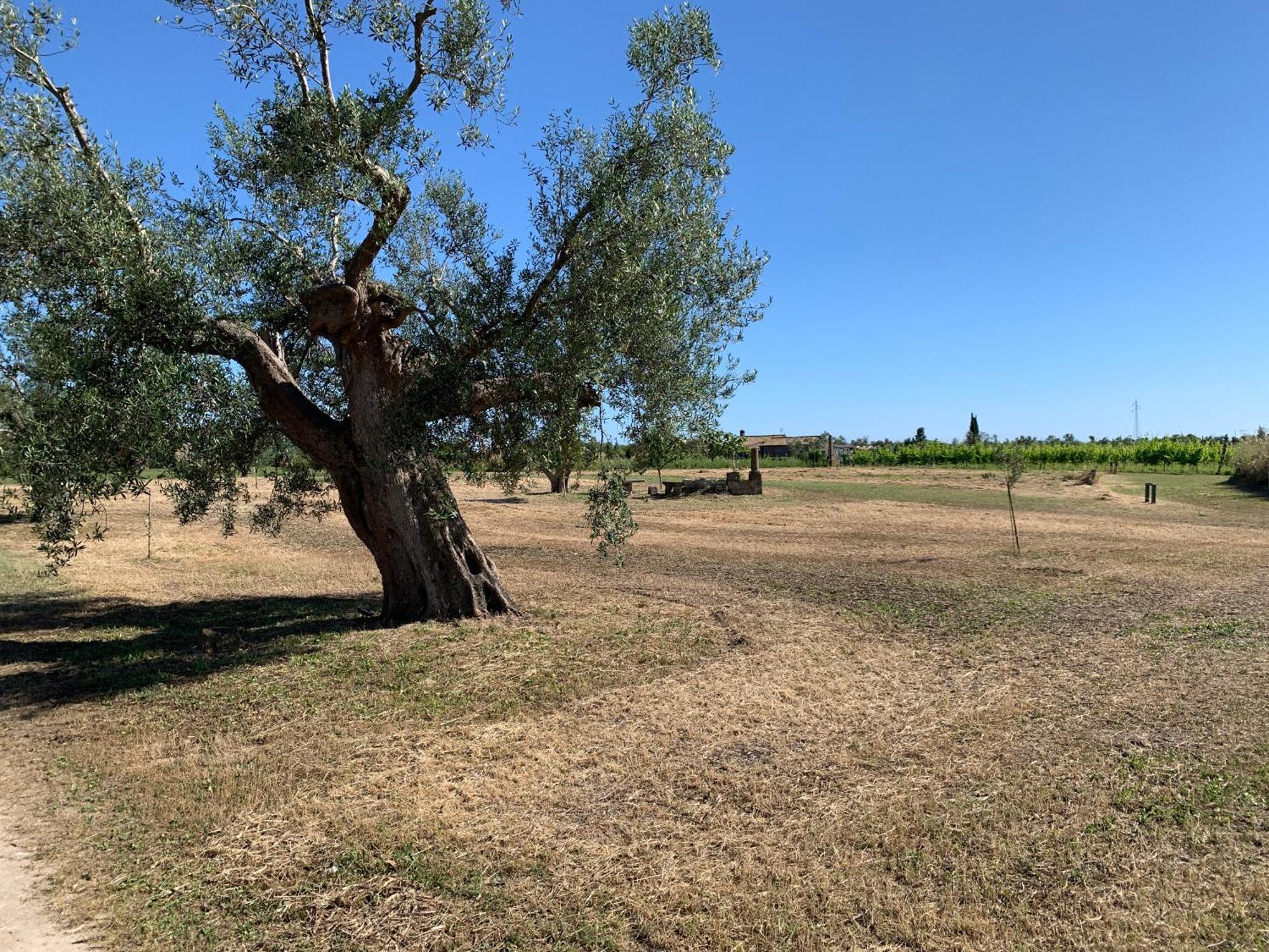 Resort Fonte Vulci Canino Bagian luar foto